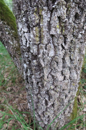  picture  Pyreneeneik |Quercus_pyrenaica