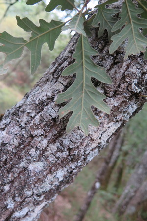  picture  Pyreneeneik |Quercus_pyrenaica
