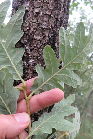  picture  Pyreneeneik |Quercus_pyrenaica