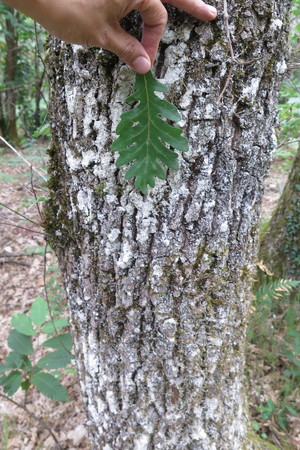  picture  Pyreneeneik |Quercus_pyrenaica