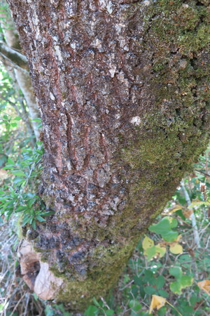  picture  Pyreneeneik |Quercus_pyrenaica