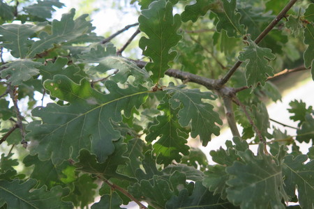  picture  Pyreneeneik |Quercus_pyrenaica