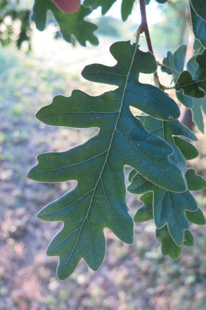  picture  Pyreneeneik |Quercus_pyrenaica