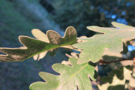  picture  Pyreneeneik |Quercus_pyrenaica