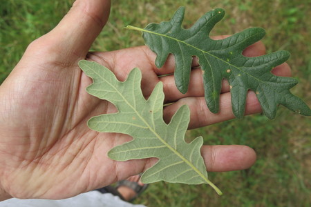  picture  Pyreneeneik |Quercus_pyrenaica