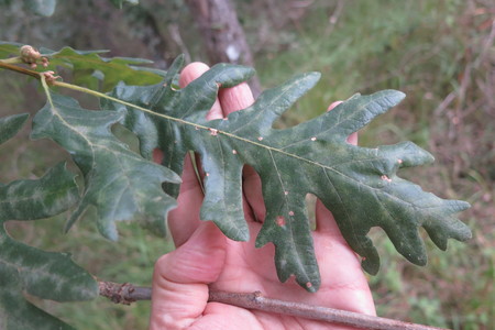  picture  Pyreneeneik |Quercus_pyrenaica