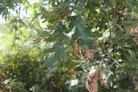  picture  Pyreneeneik |Quercus_pyrenaica