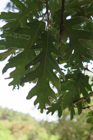  picture  Pyreneeneik |Quercus_pyrenaica