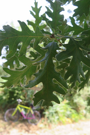  picture  Pyreneeneik |Quercus_pyrenaica