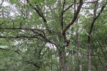  picture  Pyreneeneik |Quercus_pyrenaica