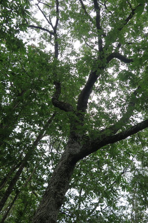  picture  Pyreneeneik |Quercus_pyrenaica