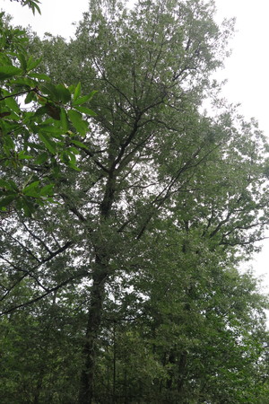  picture  Pyreneeneik |Quercus_pyrenaica