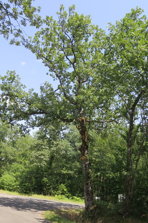  picture  Pyreneeneik |Quercus_pyrenaica