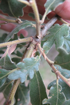  picture  Pyreneeneik |Quercus_pyrenaica