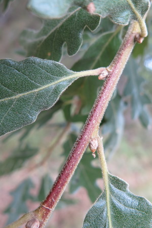  picture  Pyreneeneik |Quercus_pyrenaica