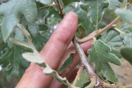  picture  Pyreneeneik |Quercus_pyrenaica