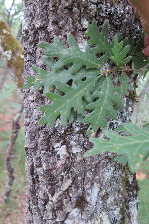  picture  Pyreneeneik |Quercus_pyrenaica