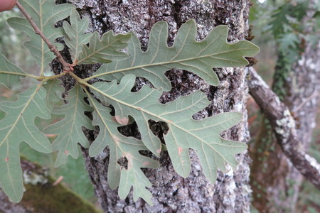  picture  Pyreneeneik |Quercus_pyrenaica