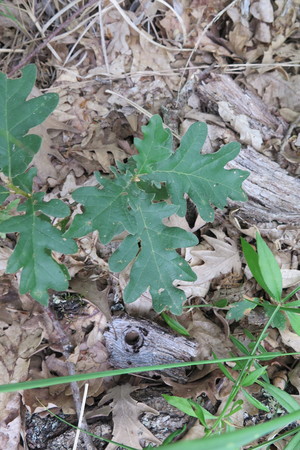  picture  Pyreneeneik |Quercus_pyrenaica