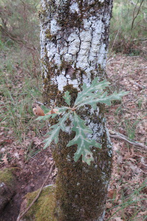  picture  Pyreneeneik |Quercus_pyrenaica