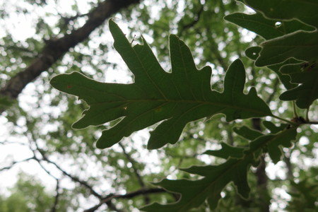  picture  Pyreneeneik |Quercus_pyrenaica