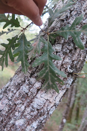  picture  Pyreneeneik |Quercus_pyrenaica