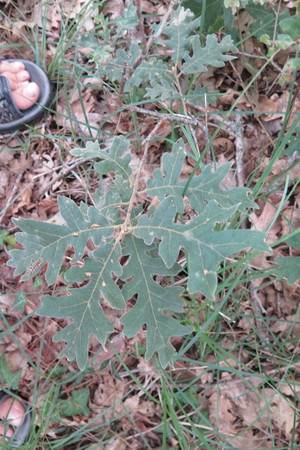  picture  Pyreneeneik |Quercus_pyrenaica