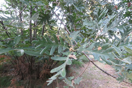  picture  Pyreneeneik |Quercus_pyrenaica