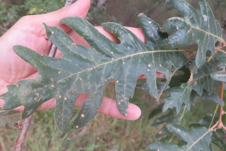  picture  Pyreneeneik |Quercus_pyrenaica