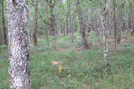  picture  Pyreneeneik |Quercus_pyrenaica