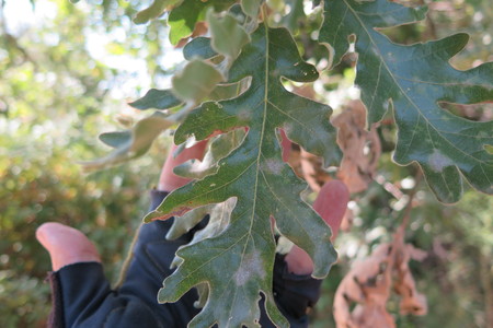  picture  Pyreneeneik |Quercus_pyrenaica