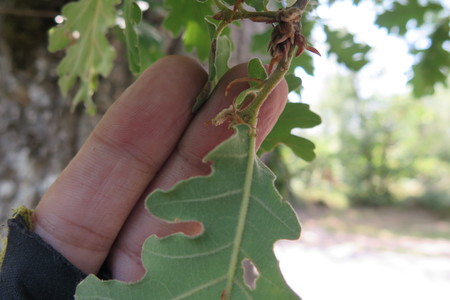  picture  Pyreneeneik |Quercus_pyrenaica