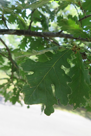  picture  Pyreneeneik |Quercus_pyrenaica