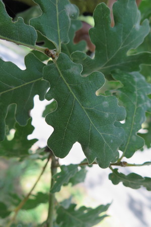  picture  Pyreneeneik |Quercus_pyrenaica