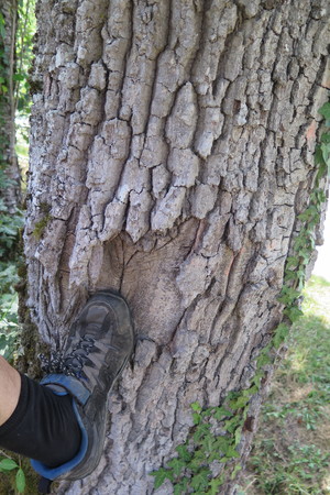  picture  Pyreneeneik |Quercus_pyrenaica