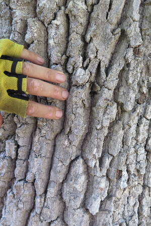  picture  Pyreneeneik |Quercus_pyrenaica