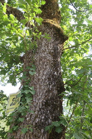  picture  Pyreneeneik |Quercus_pyrenaica