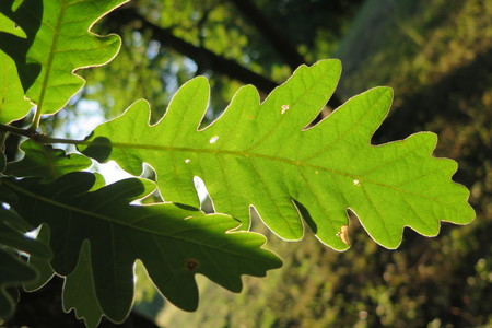  picture  Pyreneeneik |Quercus_pyrenaica