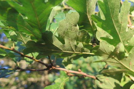 picture  Pyreneeneik |Quercus_pyrenaica