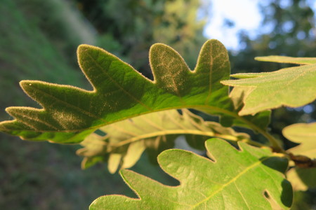  picture  Pyreneeneik |Quercus_pyrenaica