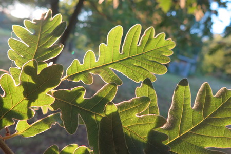  picture  Pyreneeneik |Quercus_pyrenaica