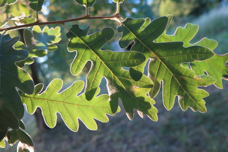  picture  Pyreneeneik |Quercus_pyrenaica