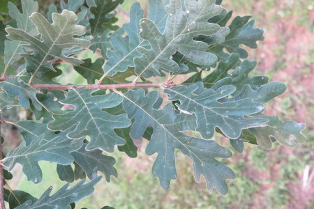  picture  Pyreneeneik |Quercus_pyrenaica