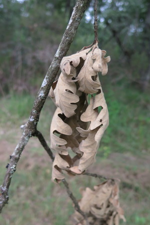  picture  Pyreneeneik |Quercus_pyrenaica