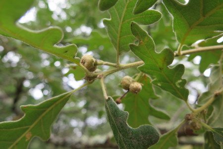  picture  Pyreneeneik |Quercus_pyrenaica
