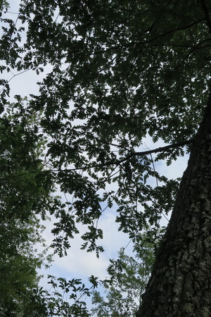  picture  Pyreneeneik |Quercus_pyrenaica