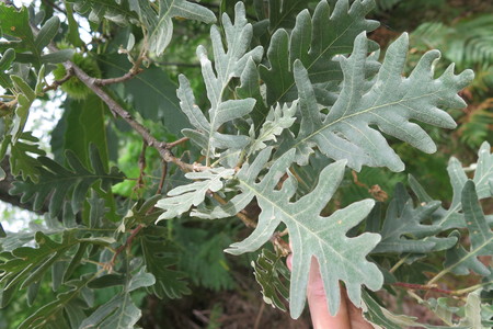  picture  Pyreneeneik |Quercus_pyrenaica