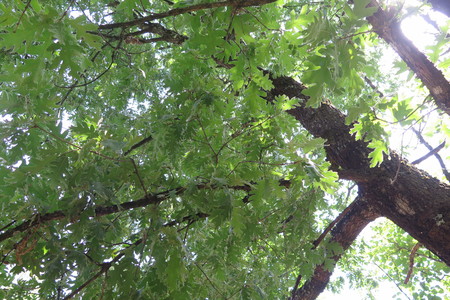  picture  Pyreneeneik |Quercus_pyrenaica