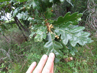  picture  Pyreneeneik |Quercus_pyrenaica
