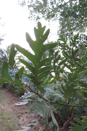  picture  Pyreneeneik |Quercus_pyrenaica